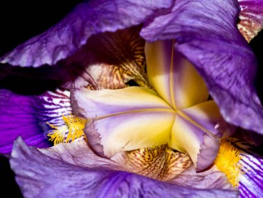 Mor zambak çiçeği yakın plan