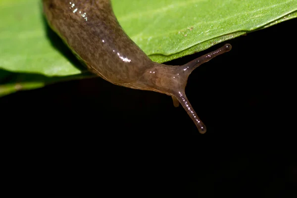 Banana Slug Green Leaf — Stock Photo, Image