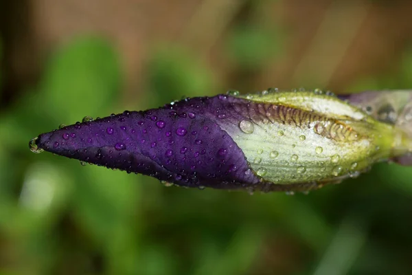 Púrpura Flor Íris Botão Jardim — Fotografia de Stock