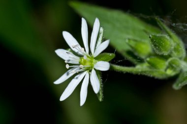 Yosun çiçeğinin yan görünüşü