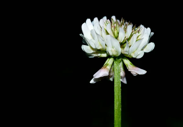 White Clover Flower Stem Black Background — Stock Photo, Image