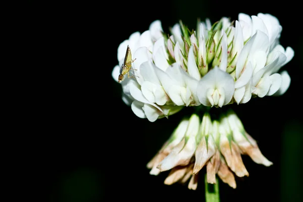 Gnat Flor Trevo — Fotografia de Stock