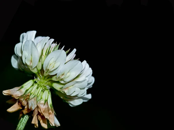 Clover Flower Corner Copy Space Text — Stock Photo, Image