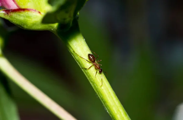 Ant Peony Stem — Stock Photo, Image