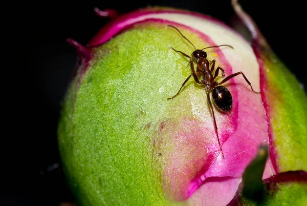 Ant Peony Bud — Stock Photo, Image
