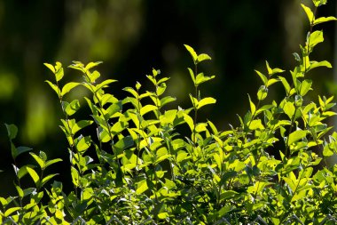 Güneş ışığı yaprakların arasında parlıyor.