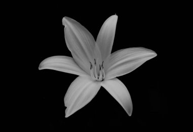 Zambak çiçeği siyah beyaz