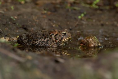 Suda kurbağa ve yansıma