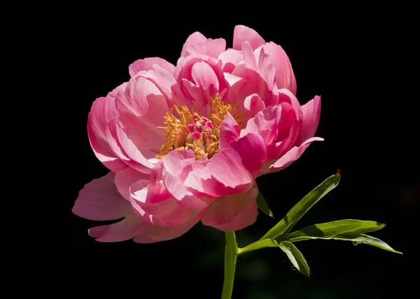 Flor Peonía Rosa Aislada Negro — Foto de Stock