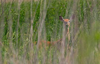 Geyik çimenlerde saklanıyor.