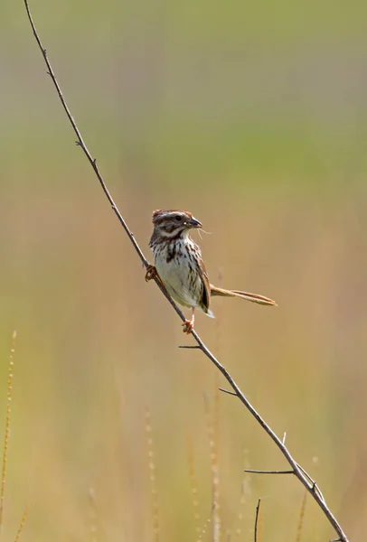 Song Sparrow Satt Grein Med Utydelig Bakgrunn – stockfoto