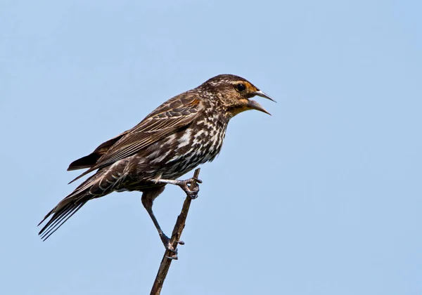 雌の赤翼の黒鳥の歌 — ストック写真