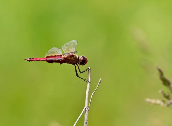 Primo Piano Libellula Darter Venata Rossa — Foto Stock