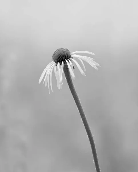 Portrait Cone Flower Black White — Stock Photo, Image