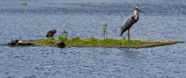 Balıkçıl ve kaplumbağalar küçük adada