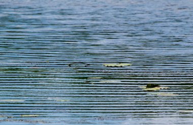 Su dalgalanmaları ve zambak pedleri