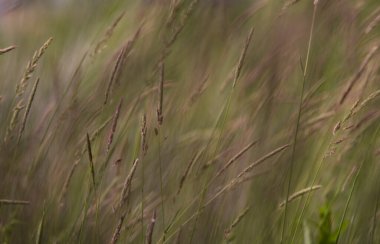 Rüzgarda esen çayır çimlerinin soyut bulanıklığı