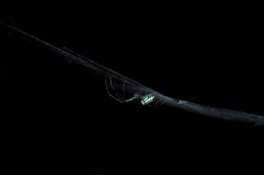 Siyah arkaplanlı örümcek portresi