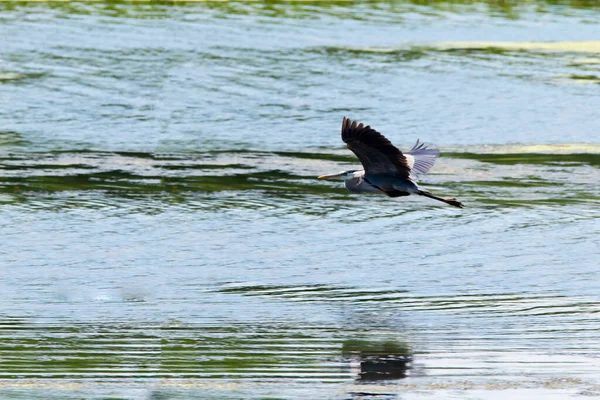 Great Blue Heron Flying — Stock Photo, Image