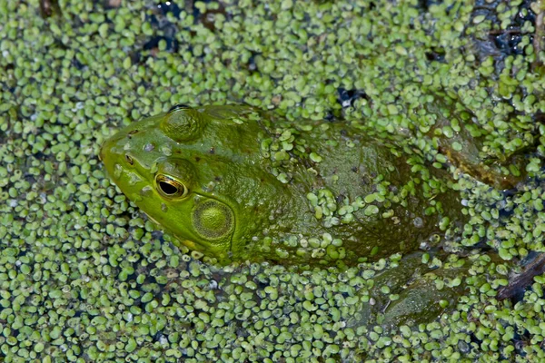 アヒルの雑草に囲まれた水の中のカエル — ストック写真