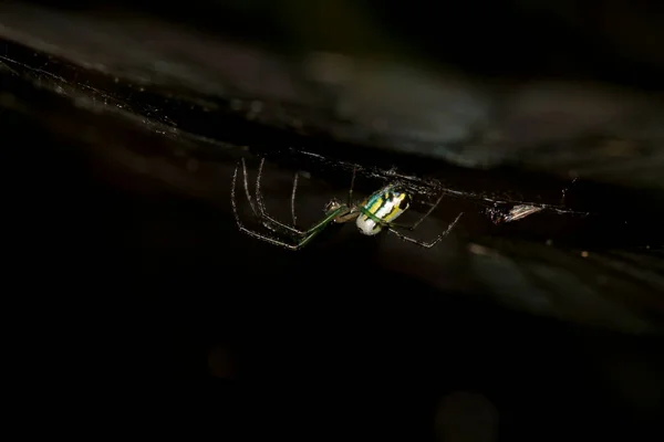 Araña Telaraña —  Fotos de Stock