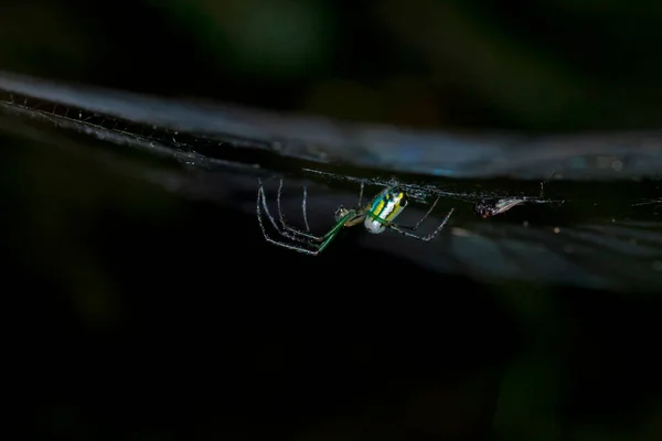 Spider Web Dengan Latar Belakang Hitam — Stok Foto