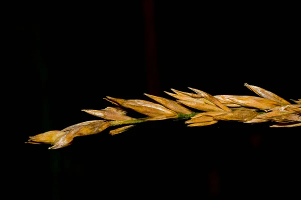 黄金の草の種子の頭を隔離 — ストック写真