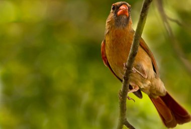 Dişi kardinal bir dala tünemiş.