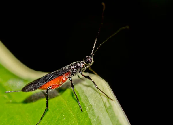 Sawfly Hosta Leaf Closeup — Stock Photo, Image