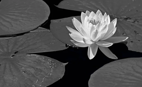 Water lily flower in black and white