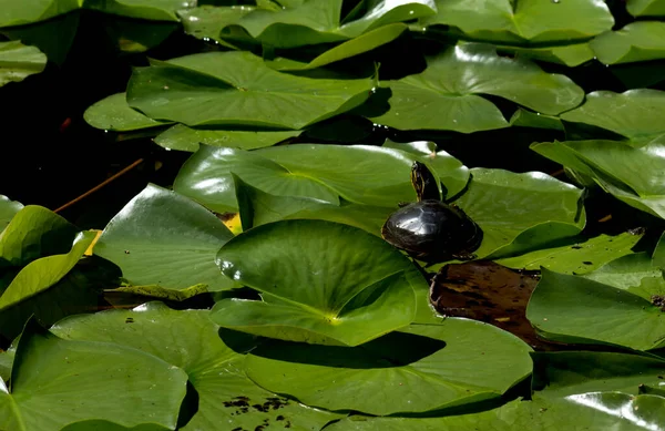 Turtle Lily Pad Leaf — Stock Photo, Image