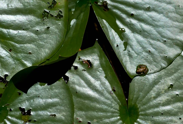 Sapo Minúsculo Folha Almofada Lírio — Fotografia de Stock