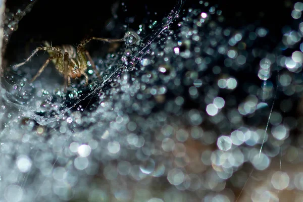 Aranha Teia Com Gotas Chuva — Fotografia de Stock