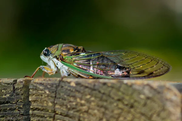 Foto Macro Lado Uma Cigarra — Fotografia de Stock