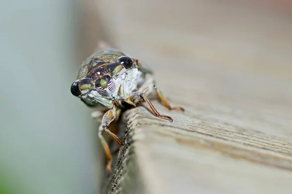 カメラを見る蝉の顔 — ストック写真