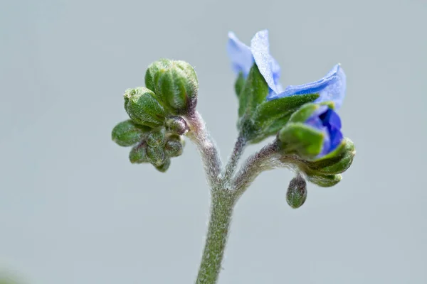 Forget-me-not flower stem closeup