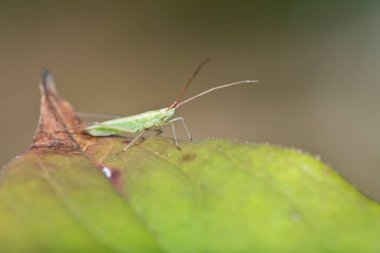Yeşil yapraklı küçük yeşil böcek