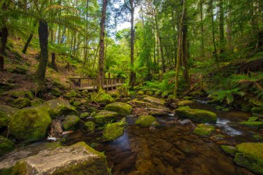 Rainforest Mount alan Milli Parkı'nda yakınındaki Hobart, Tazmanya, Avustralya