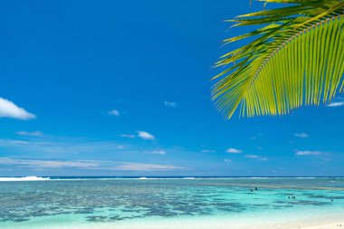 Palmiye ağaçları ve Cook Adaları Rarotonga mavi su ile bir pastoral plaj