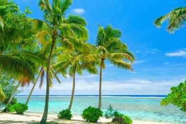 Palmiye ağaçları ve Cook Adaları Rarotonga mavi su ile bir pastoral plaj