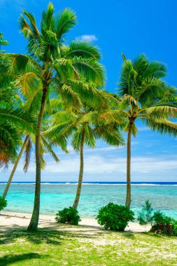 Palmiye ağaçları ve Cook Adaları Rarotonga mavi su ile bir pastoral plaj