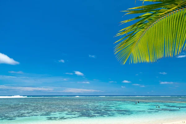 Idyllic Beach Palm Trees Blue Water Rarotonga Cook Islands — Stock Photo, Image