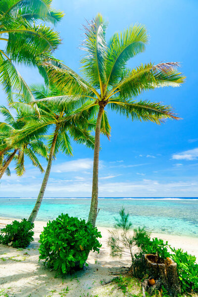 An idyllic beach with palm trees and blue water in Rarotonga in the Cook Islands