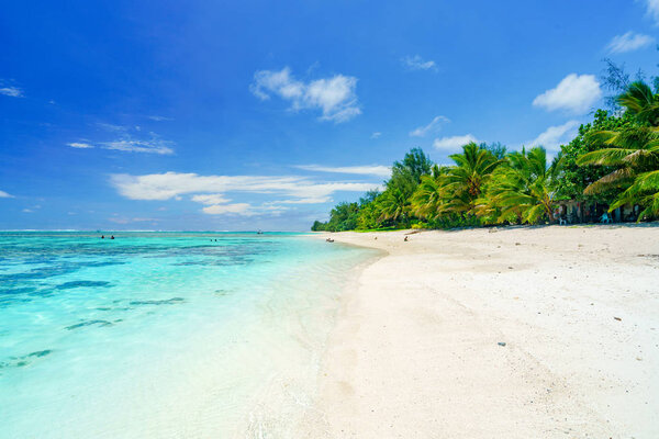 An idyllic beach with palm trees and blue water in Rarotonga in the Cook Islands