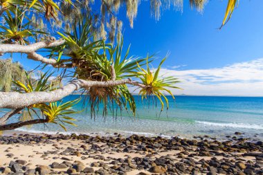 Noosa Milli Parkı Queenslands Sunshine Coast