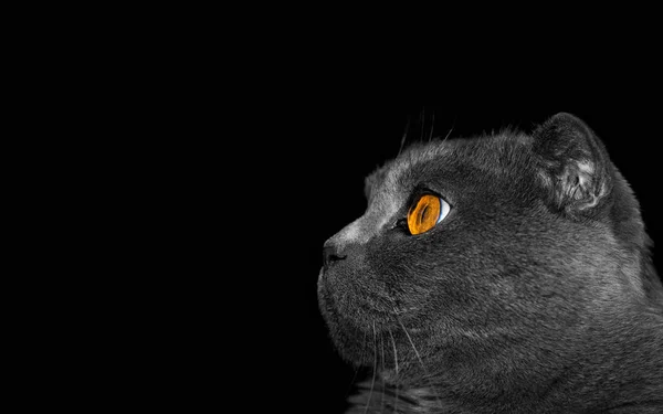 Graue Katze Auf Schwarzem Hintergrund — Stockfoto