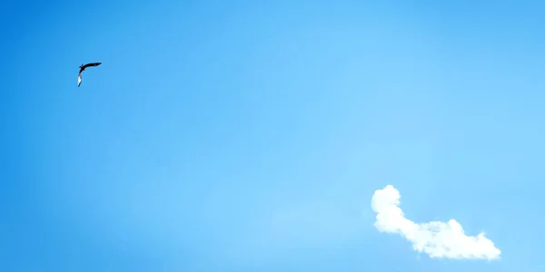 Blue sky with a cloud and a bird