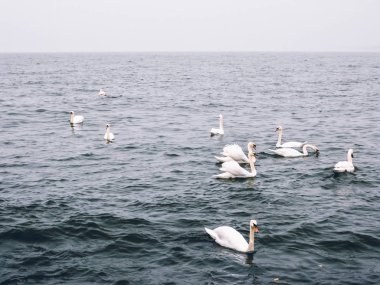 Kuğular suda. Baltık Denizi.