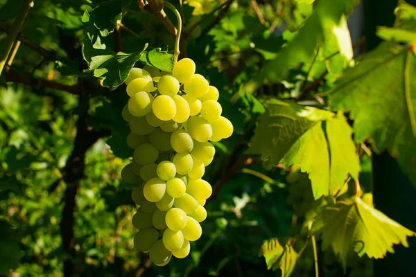 Érett, lédús szőlőből készült csomók akasztnak egy zöld szőlőskert szőlőt. Vízszintes keret. Szelektív fókusz. Lemezterület másolása — Stock Fotó