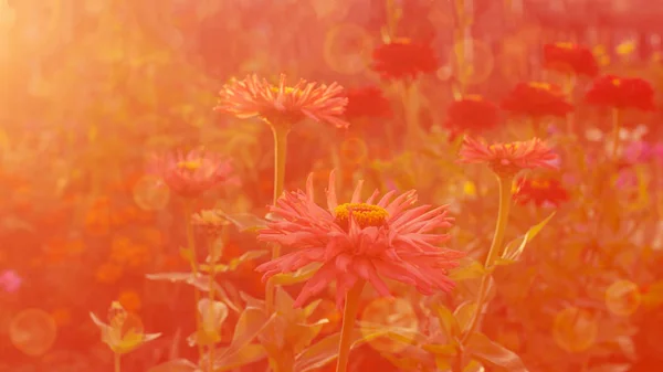 Açık alanda taze çiçekler Kırmızı gerbera çalılar. Seçmeli odak. Boşluk Kopyala. Yatay çerçeve. Tonlama — Stok fotoğraf